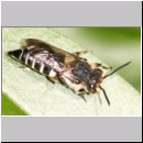 Coelioxys rufescens - Kegelbiene w01a 11mm Deister.jpg